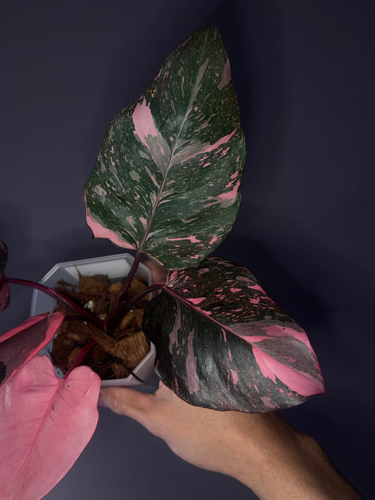 Philodendron Pink Princess Galaxy Variegata