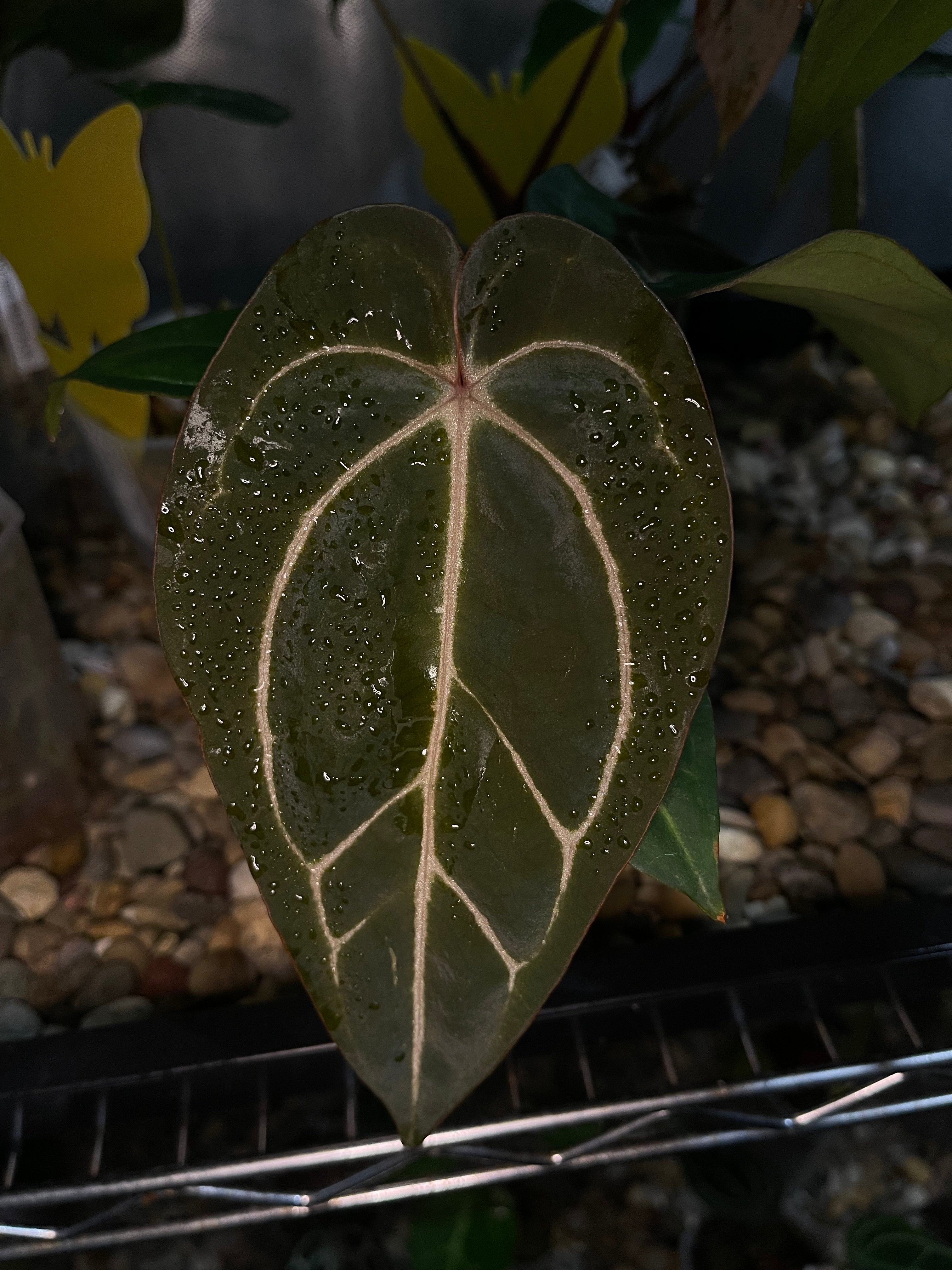 N*様 Anthurium.Antolakii × carlablackiae Anthurium antolakii x carlablackiae. Release Friday 2/16 at