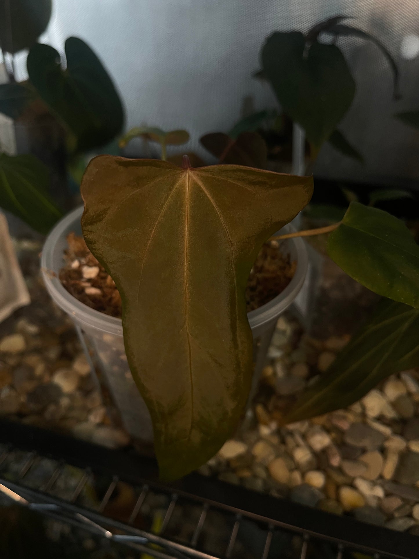 Anthurium Sp. Nov ‘DF’