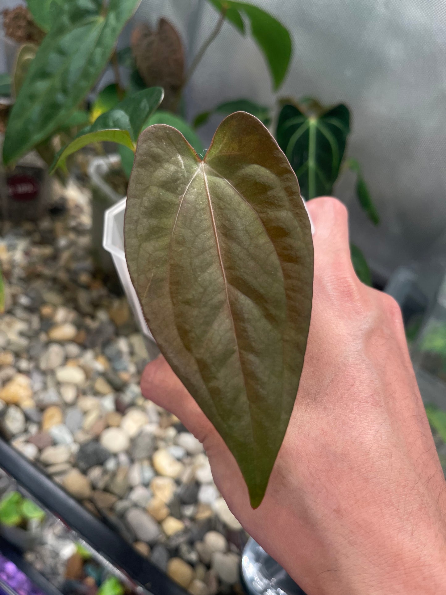Anthurium Papillilaminum X-one × Dark Phoenix