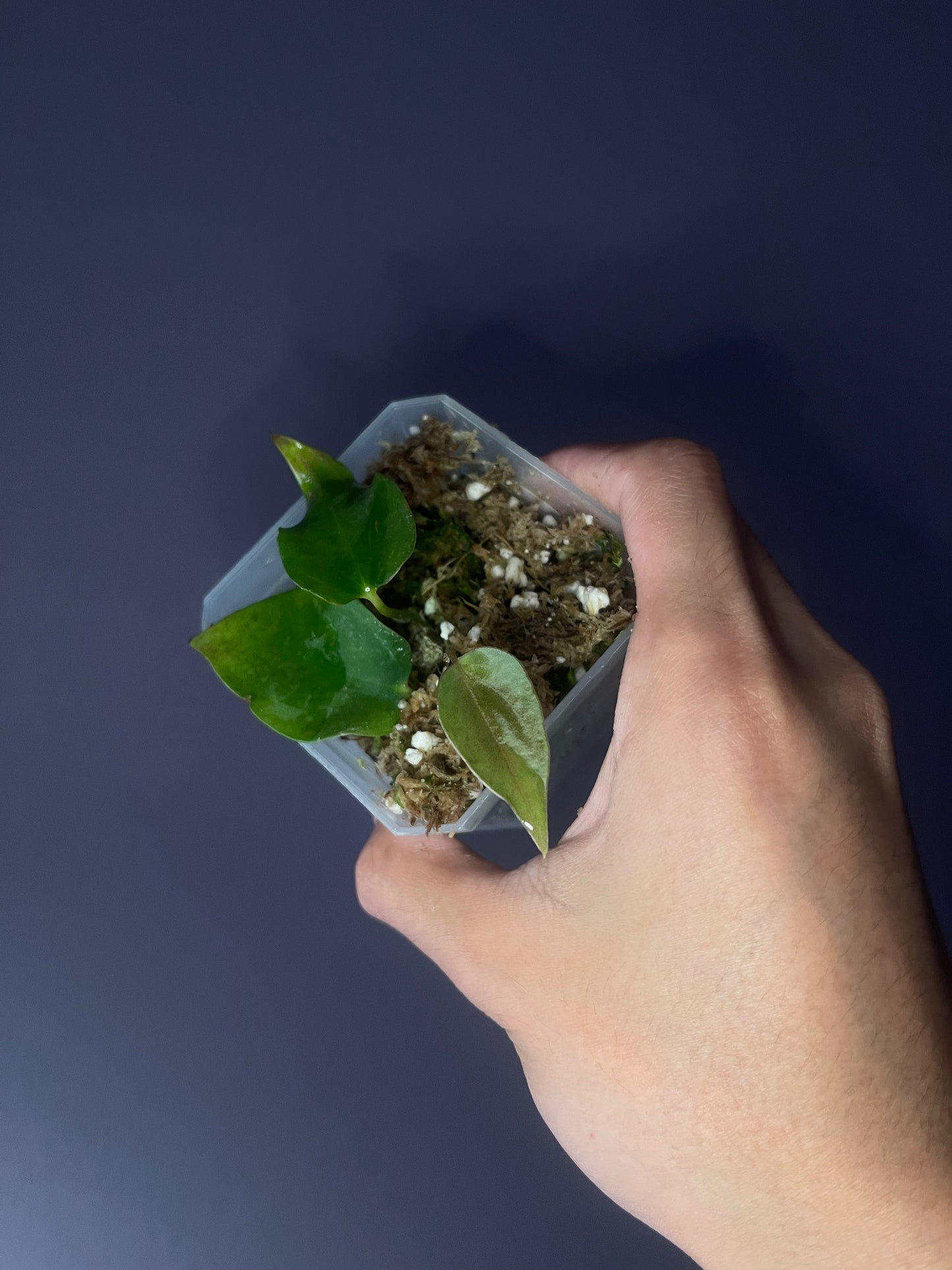 Anthurium Sp. Nov ‘DF’