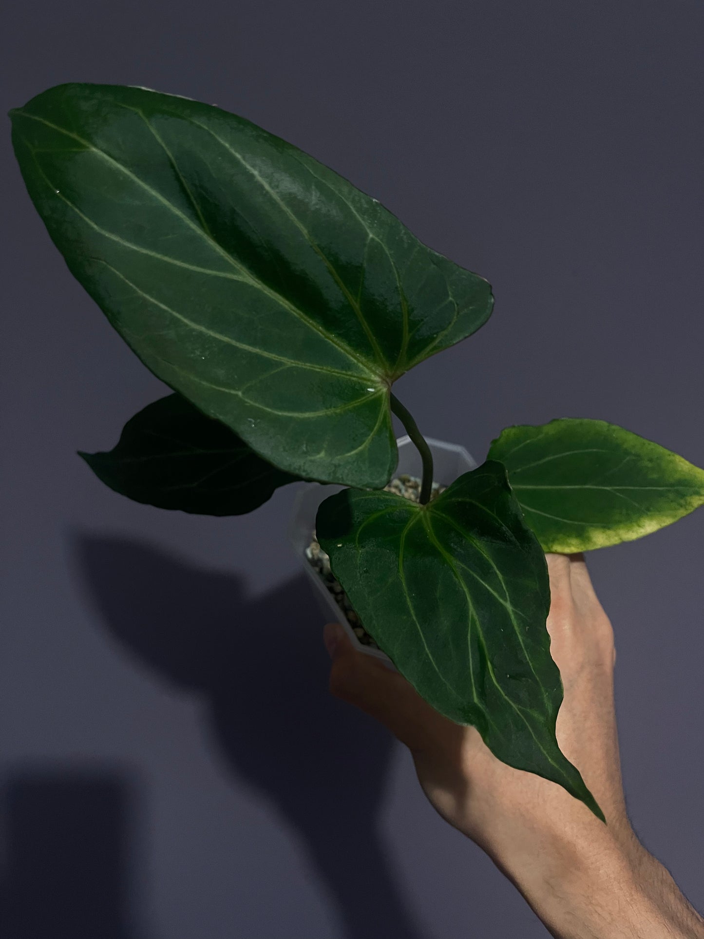 Anthurium King of Spades/HU (selected #2)