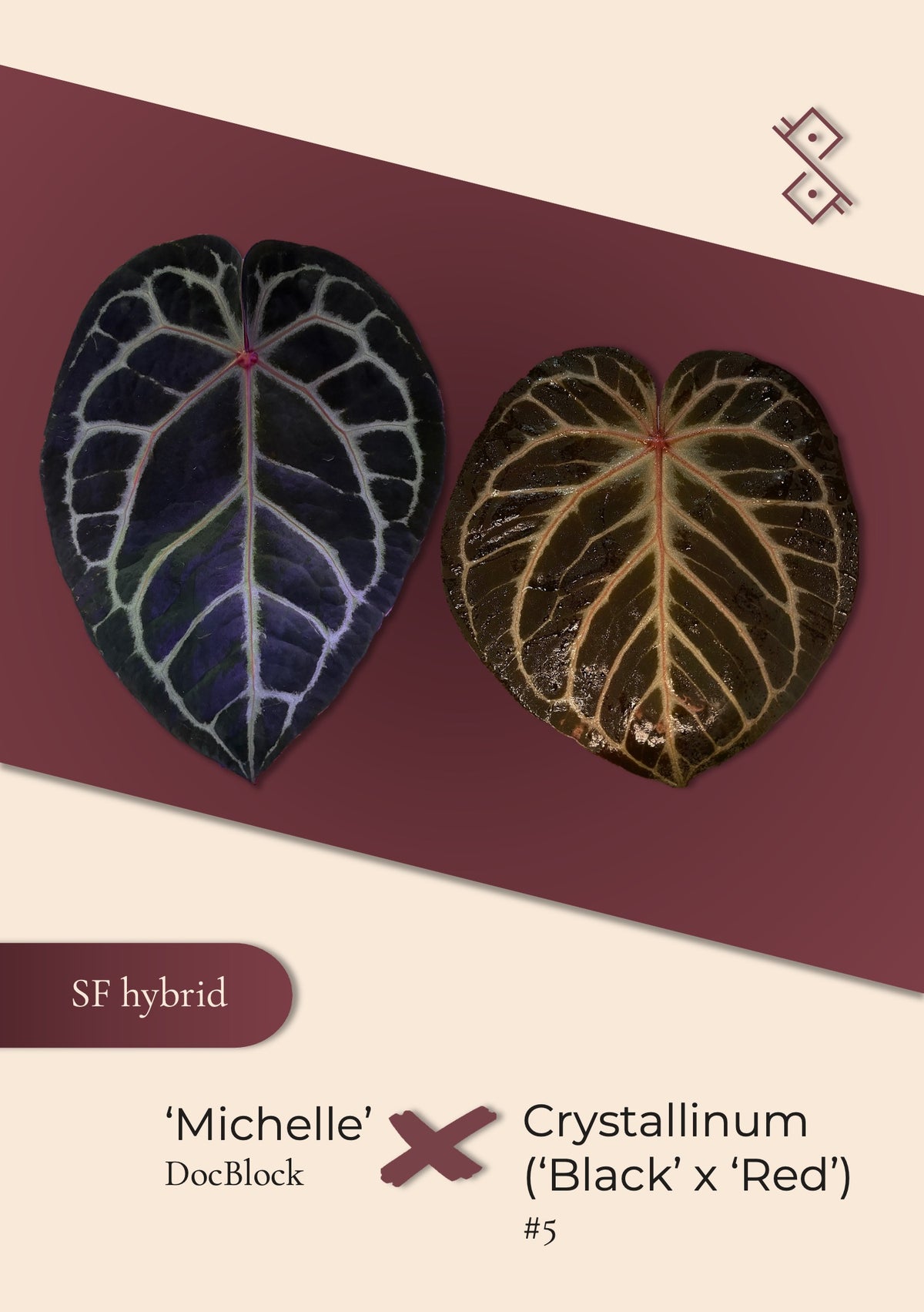 Seedling: ‘Michelle’ × crystallinum (‘black’ × ‘red’) #5