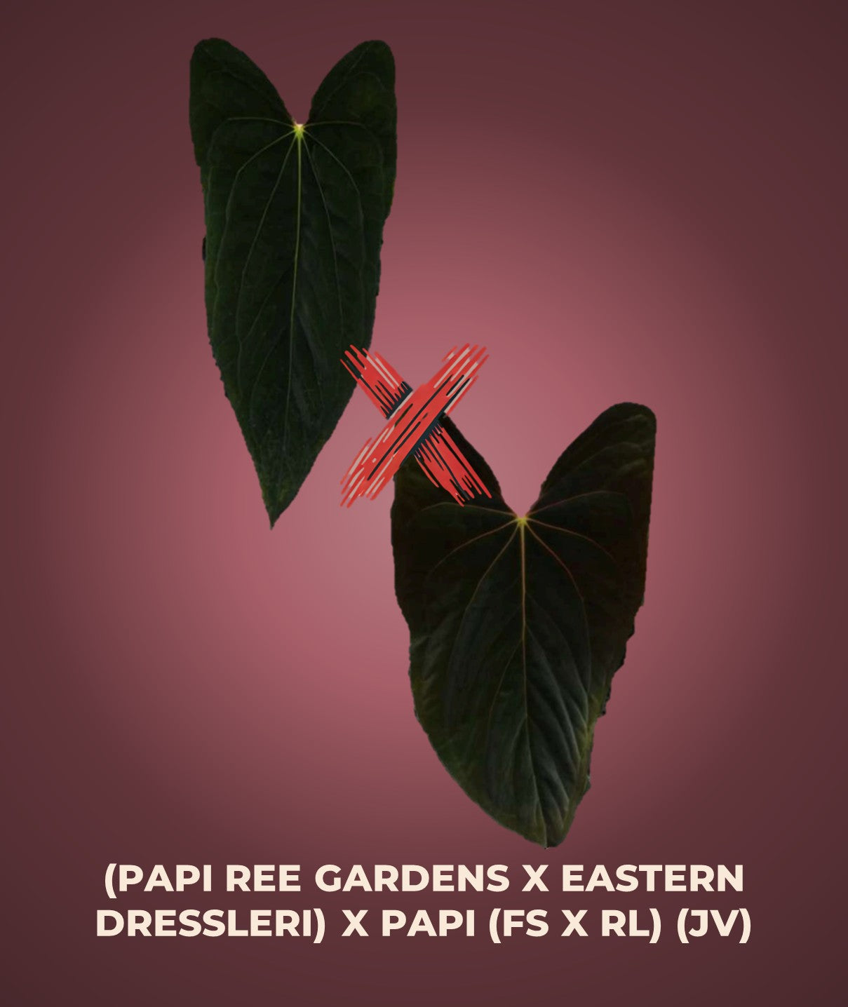 Anthurium (‘Papi Ree Gardens’ × ‘Eastern Dressleri’) × papillilaminum (FS×RL) (JV)