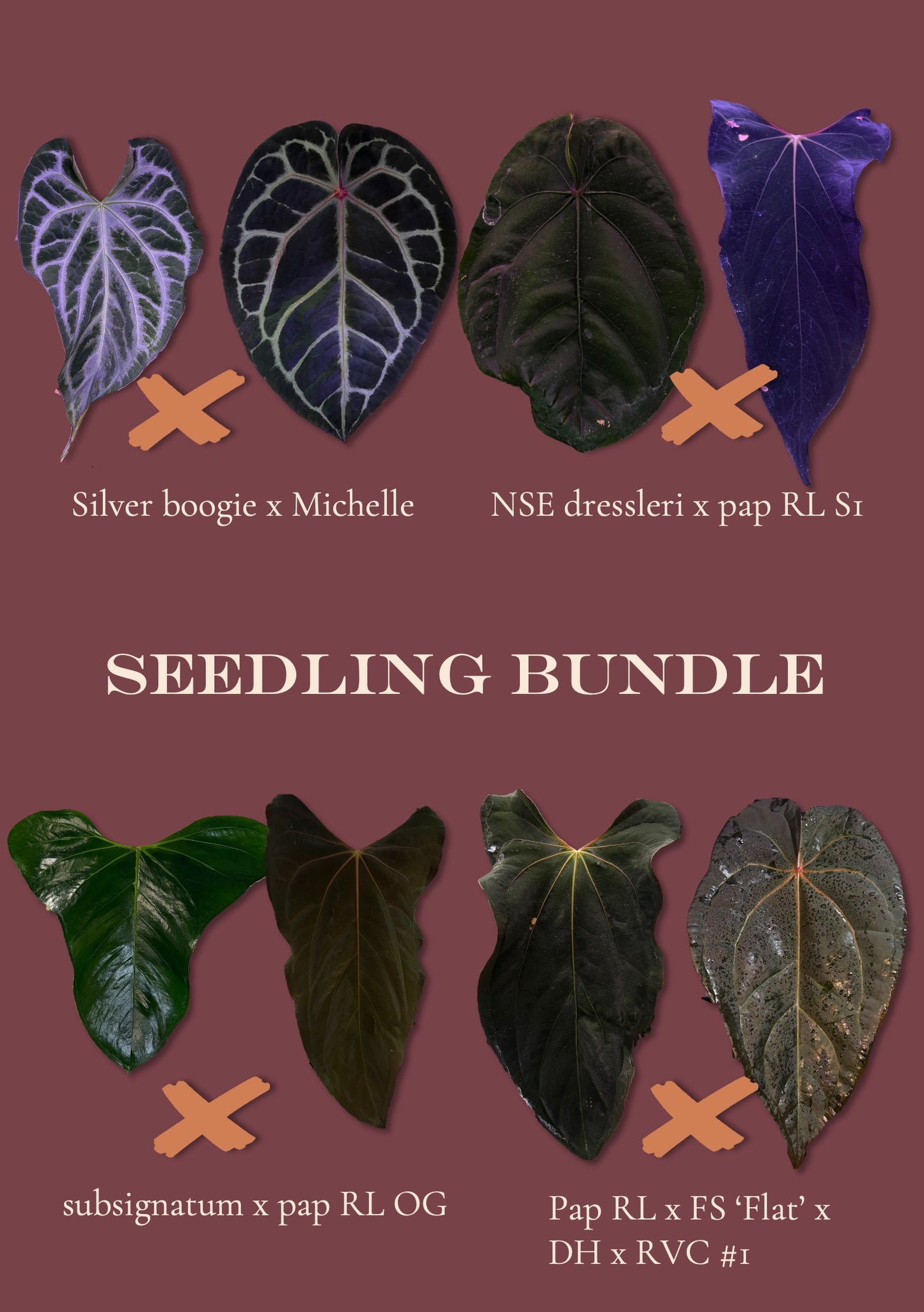 Seedling bundle A