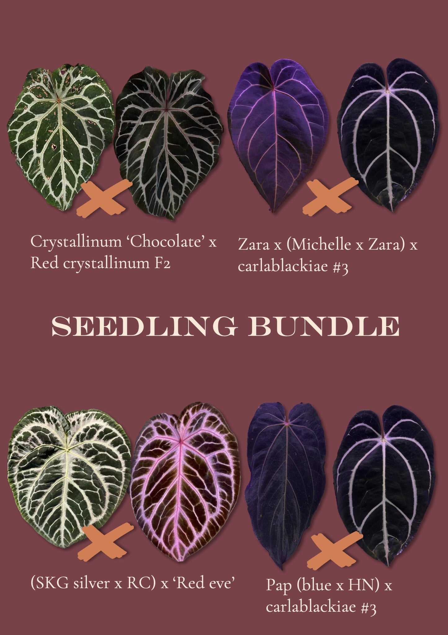 Seedling bundle B