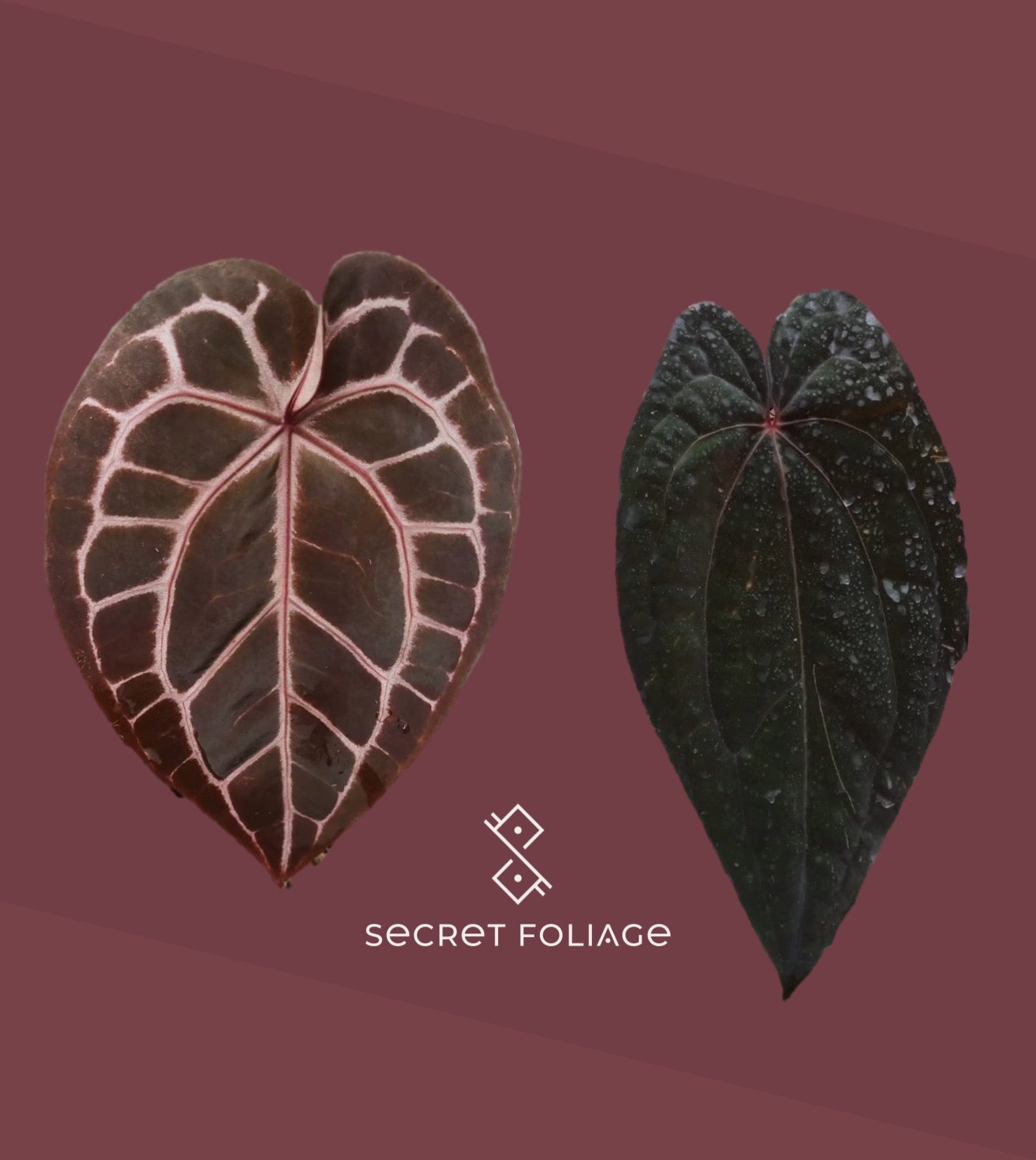 Anthurium 'zara x michelle'