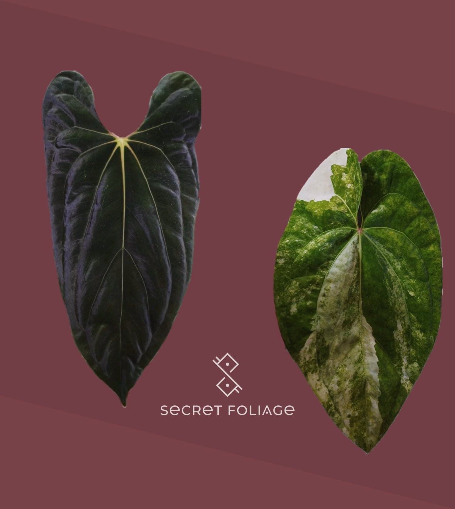 Anthurium Fort Sherman × Papillilaminum – Secret Foliage