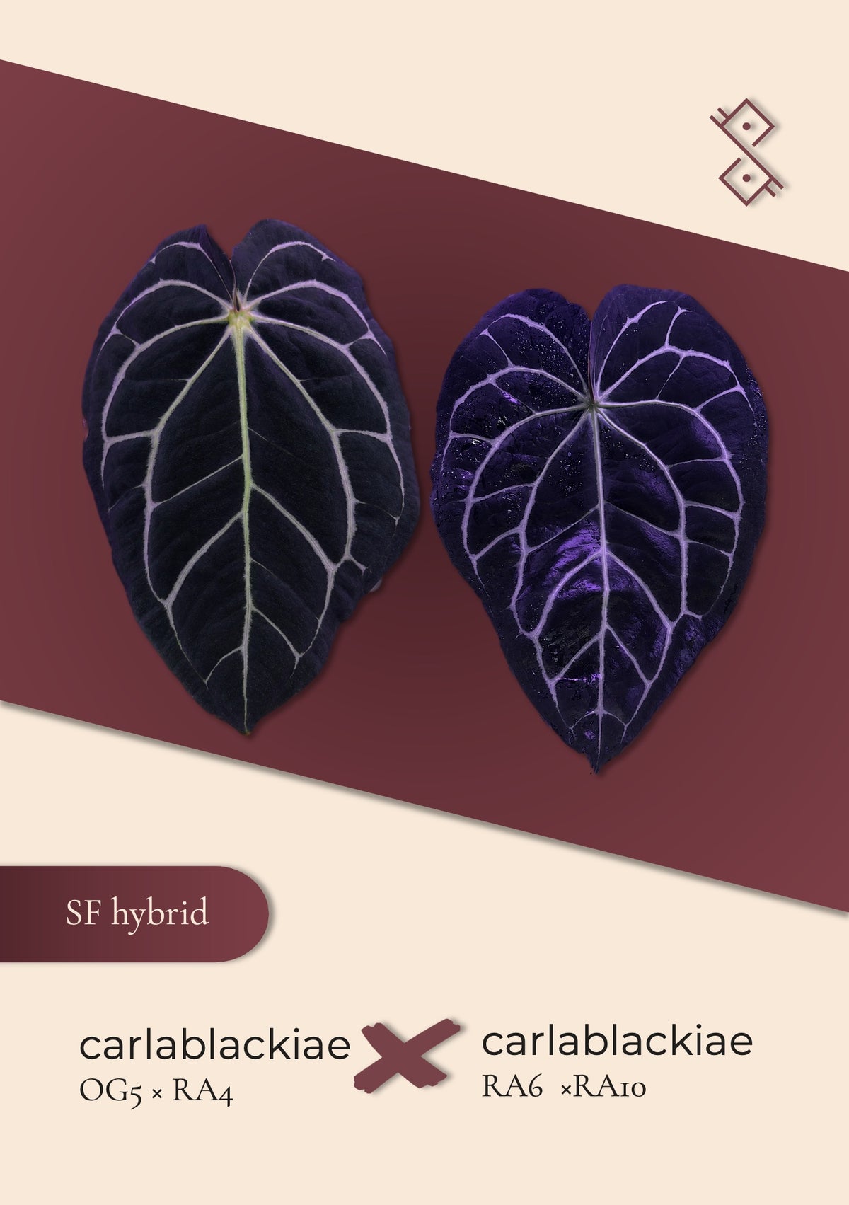Seedling: carlablackiae (OG5×RA4 × RA6×10)