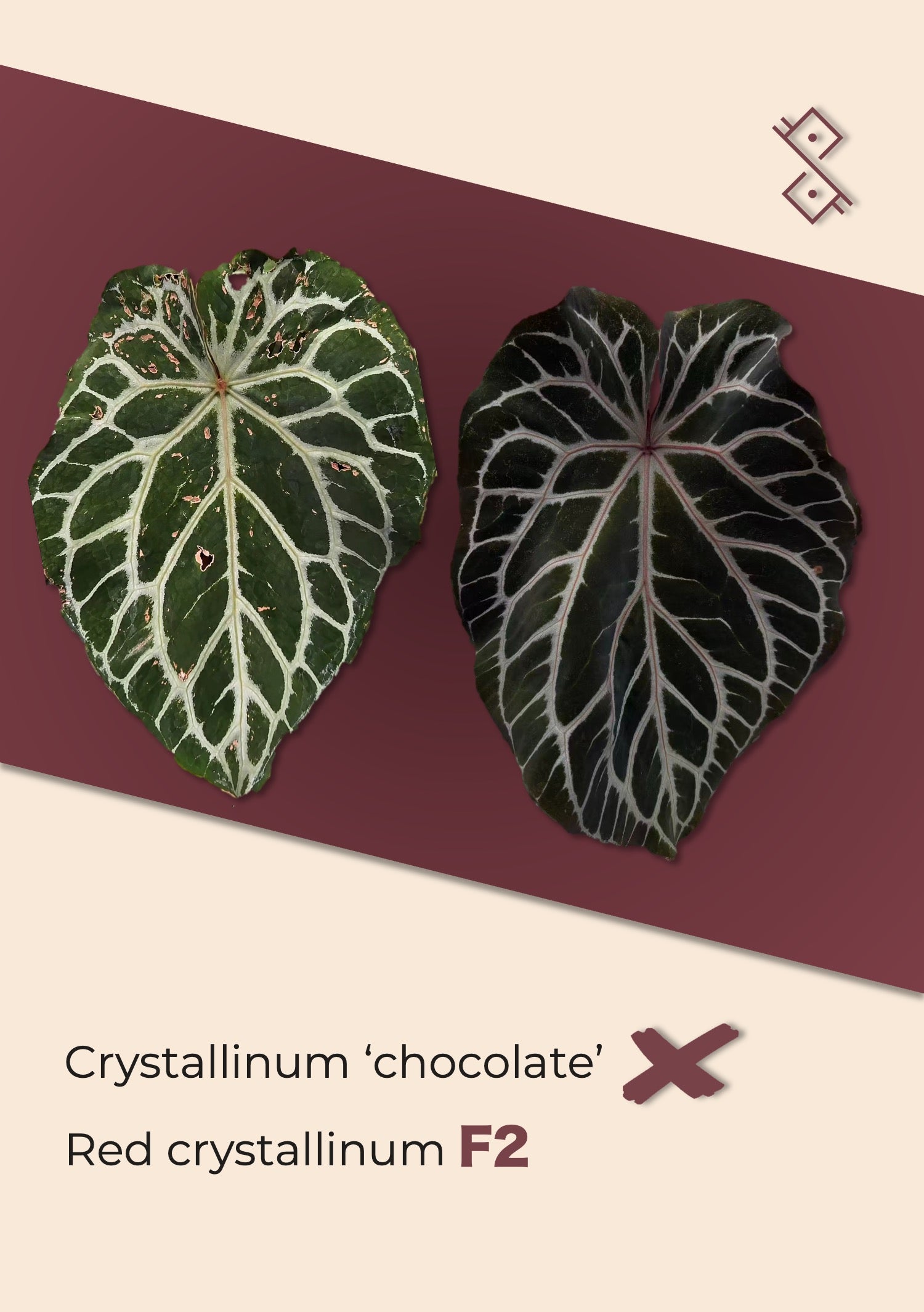 A. chocolate × A.Red crystallinum NSE② Seedling: Anthurium Crystallinum 'Chocolate' × Red crystallinum F2