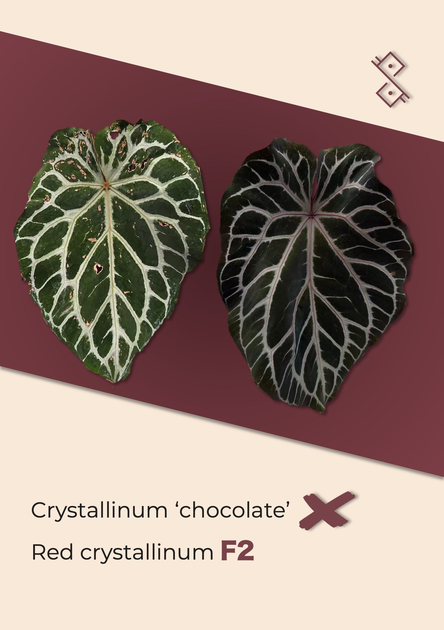 Seedling: Anthurium Crystallinum 'Chocolate' × Red crystallinum F2