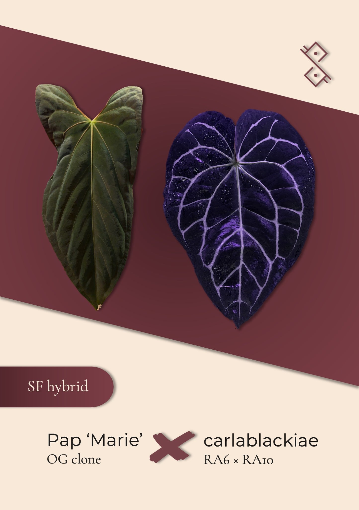 Seedling: Pap 'Marie' OG × carlablackiae (RA6 × RA10)