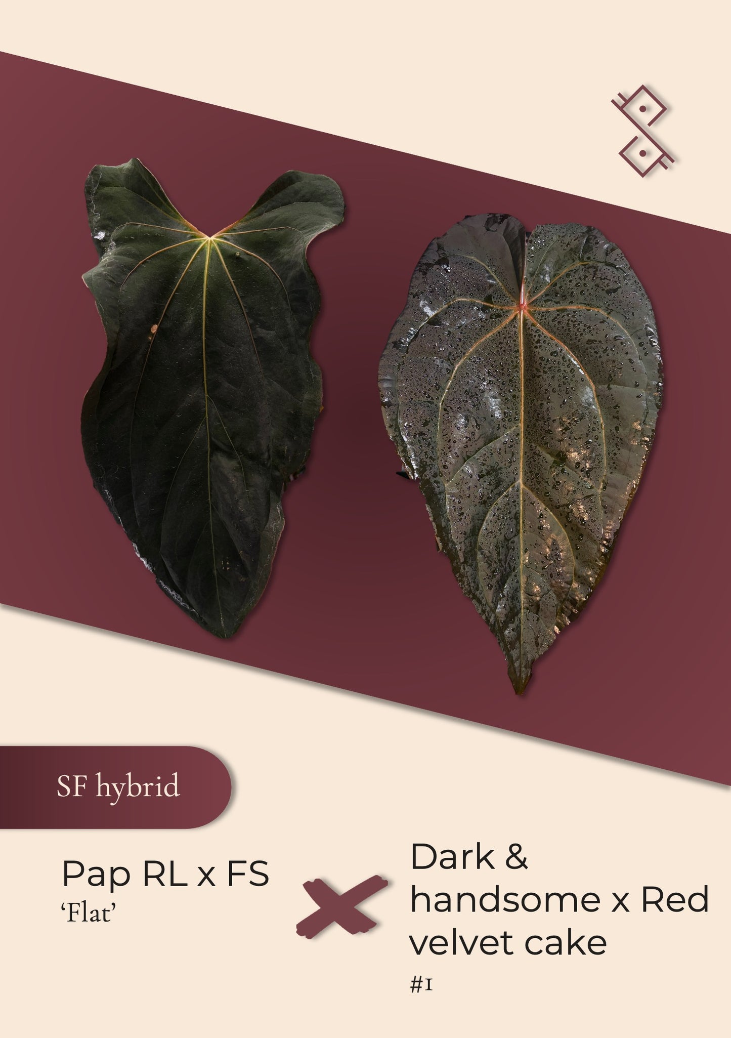 Seedling: Anthurium Papillilaminum (RL × FS) ‘Flat’ × (Dark & Handsome × Red Velvet Cake) #1