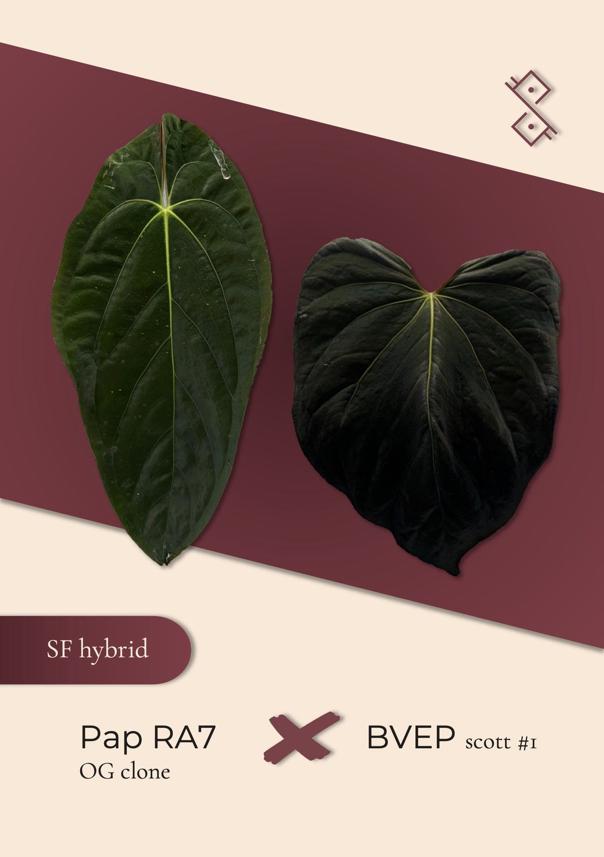 Seedling: papillilaminum RA7 clone × BVEP Scott #1