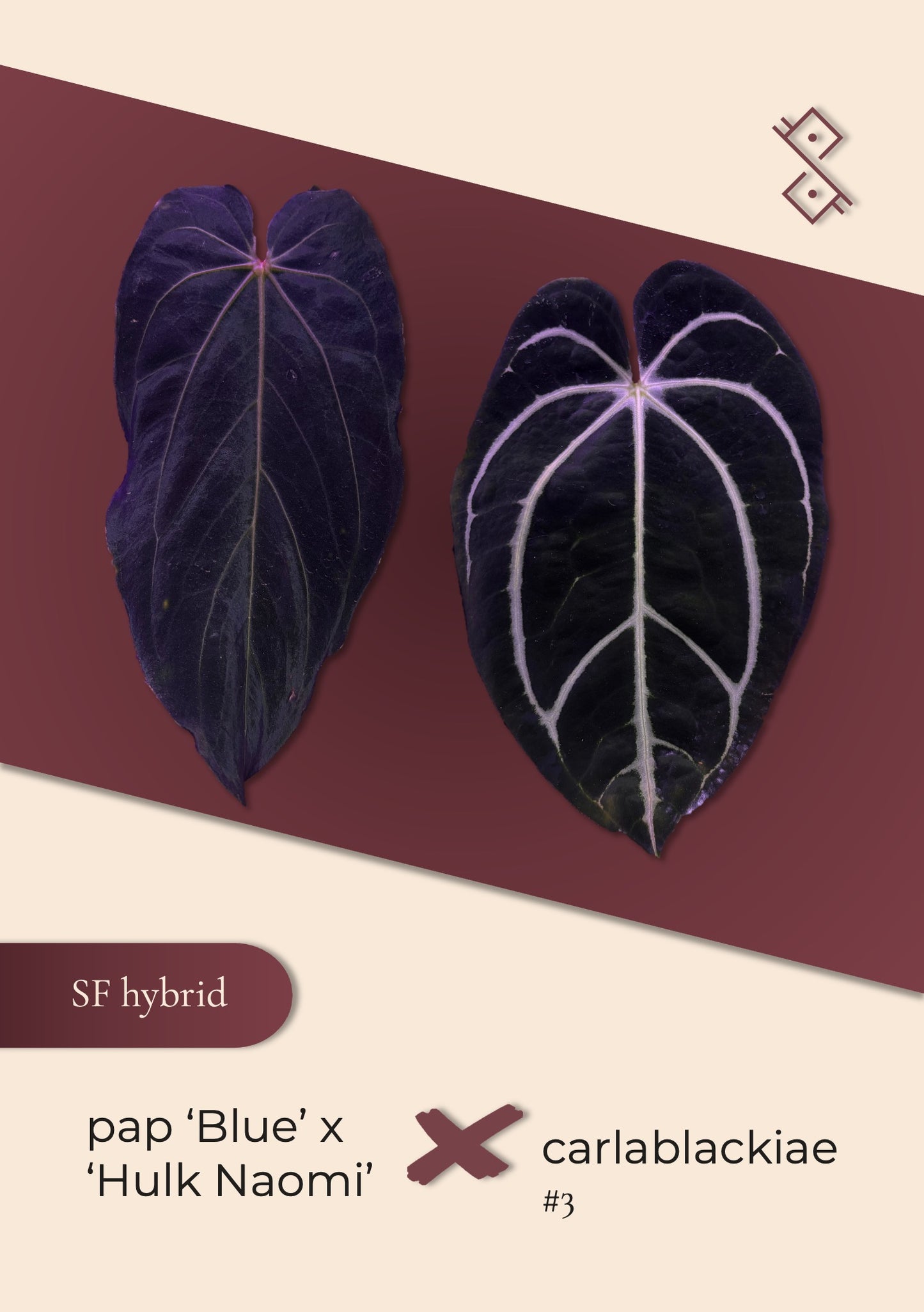 Seedling: pap ('Blue' × 'Hulk Naomi') × carlablackiae #3