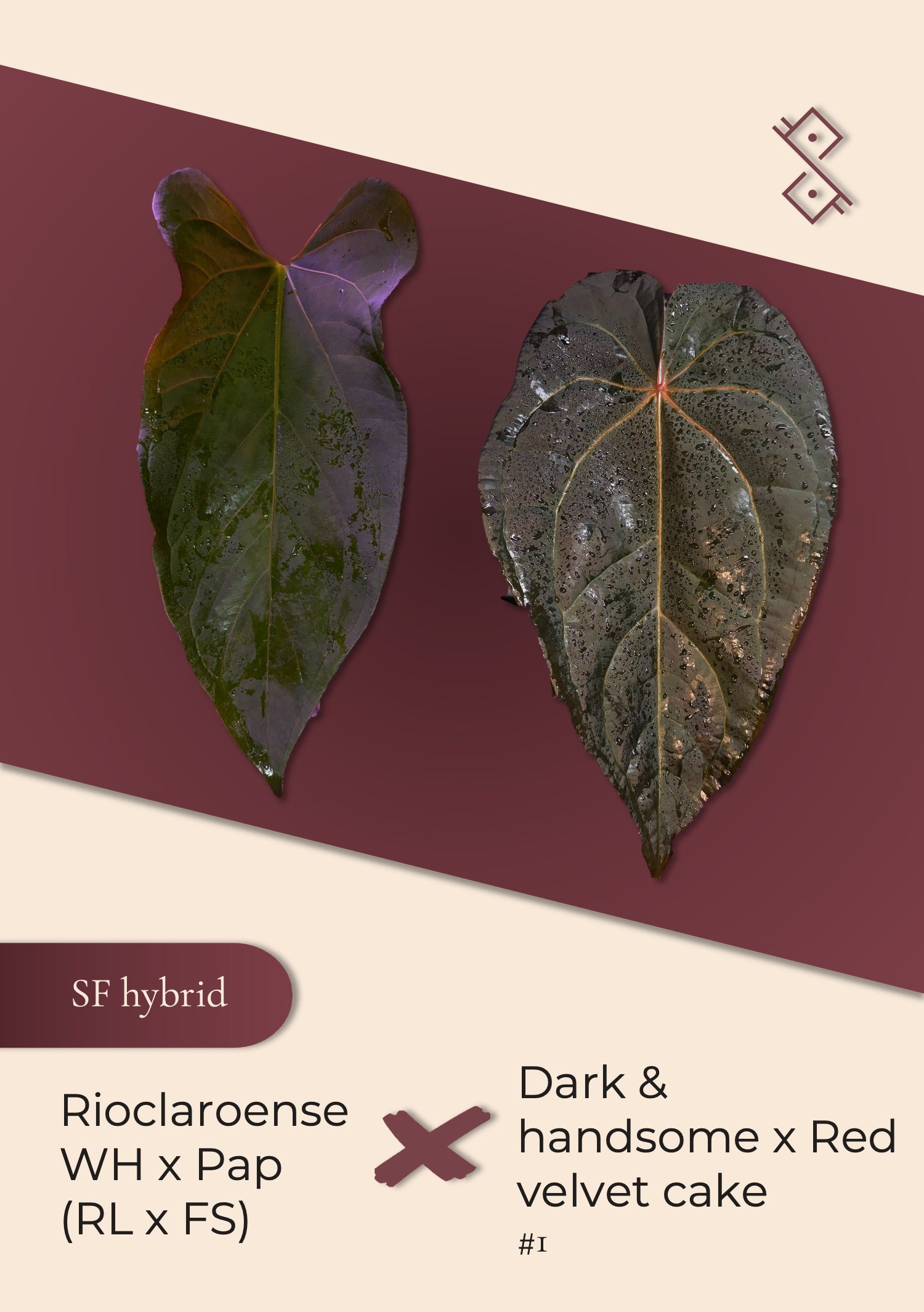 Seedling: (Rioclaroense wild hybrid × Pap RL×FS 'Rouge') × (Dark