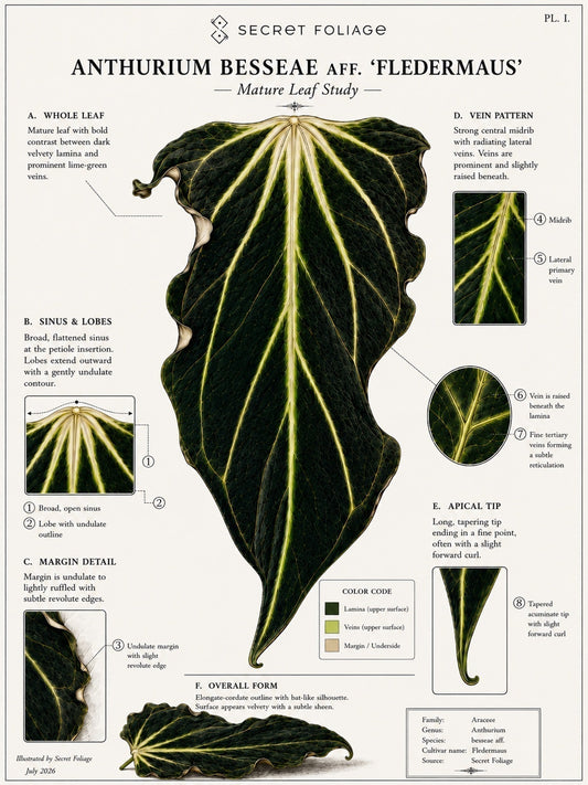Besseae aff. 'Fledermaus': The Plant That Made Us Look Twice