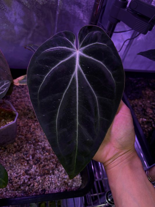 Anthurium besseae aff. #3