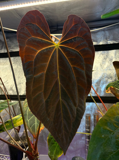 Anthurium Papillilaminum X-one (clone)