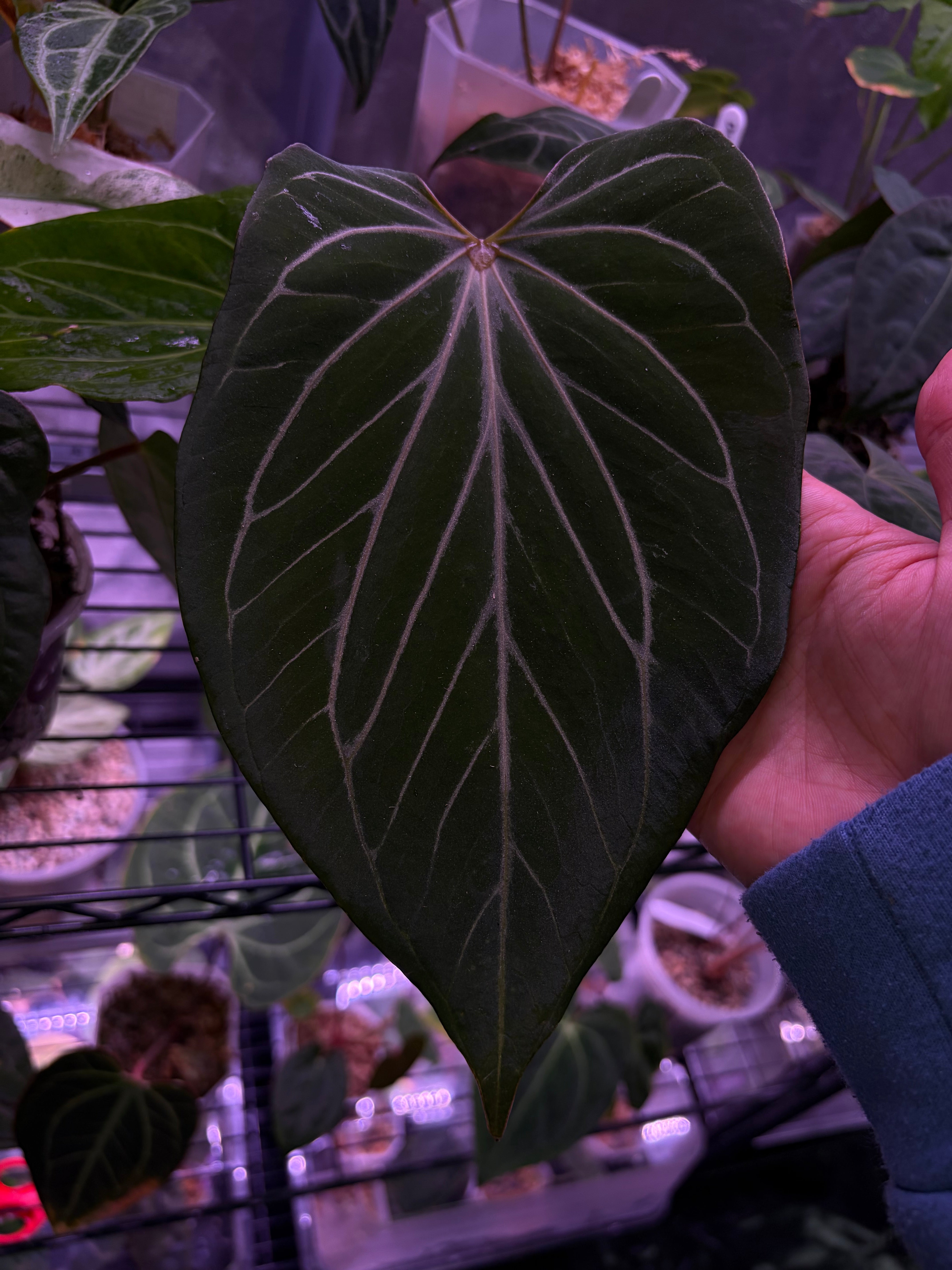 Anthurium King of Spades (HU) 'butterfly' #3 – Secret Foliage