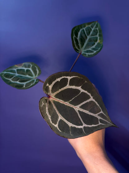 Anthurium Red Crystallinum [SF] - selected