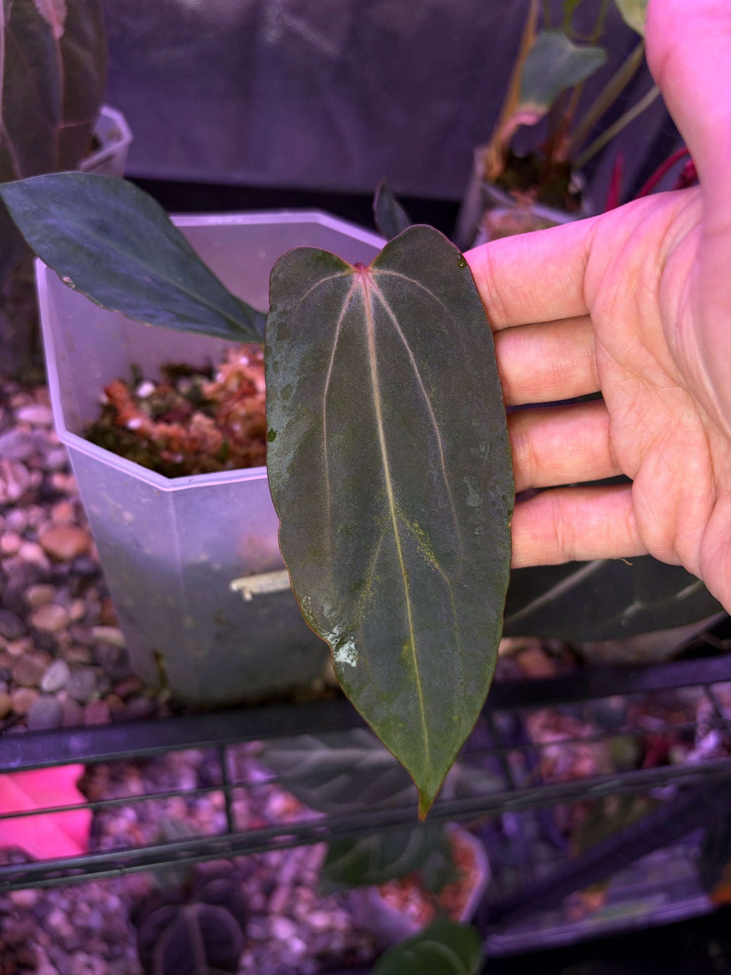 Anthurium papillilaminum ‘Fort Sherman’ × carlablackiae (selected)