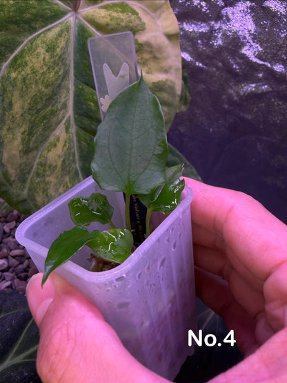 Anthurium subsignatum velvet × papillilaminum ‘Ralph Lynam’