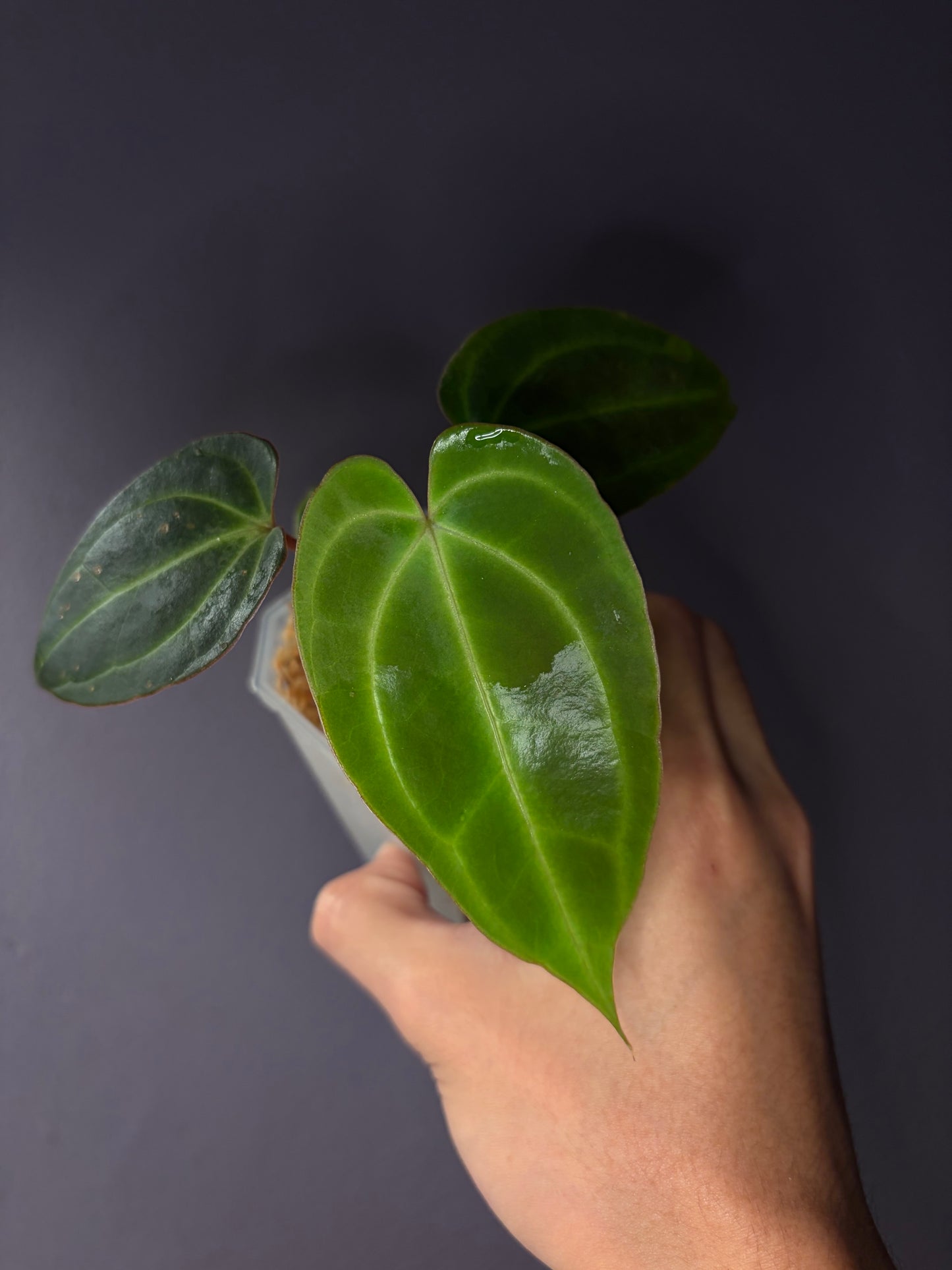 Anthurium besseae aff. (minimal vein selected #1)