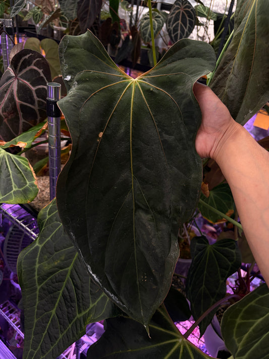 Anthurium Papillilaminum 'Ralph Lynam' × 'Fort Sherman' (RL × FS)