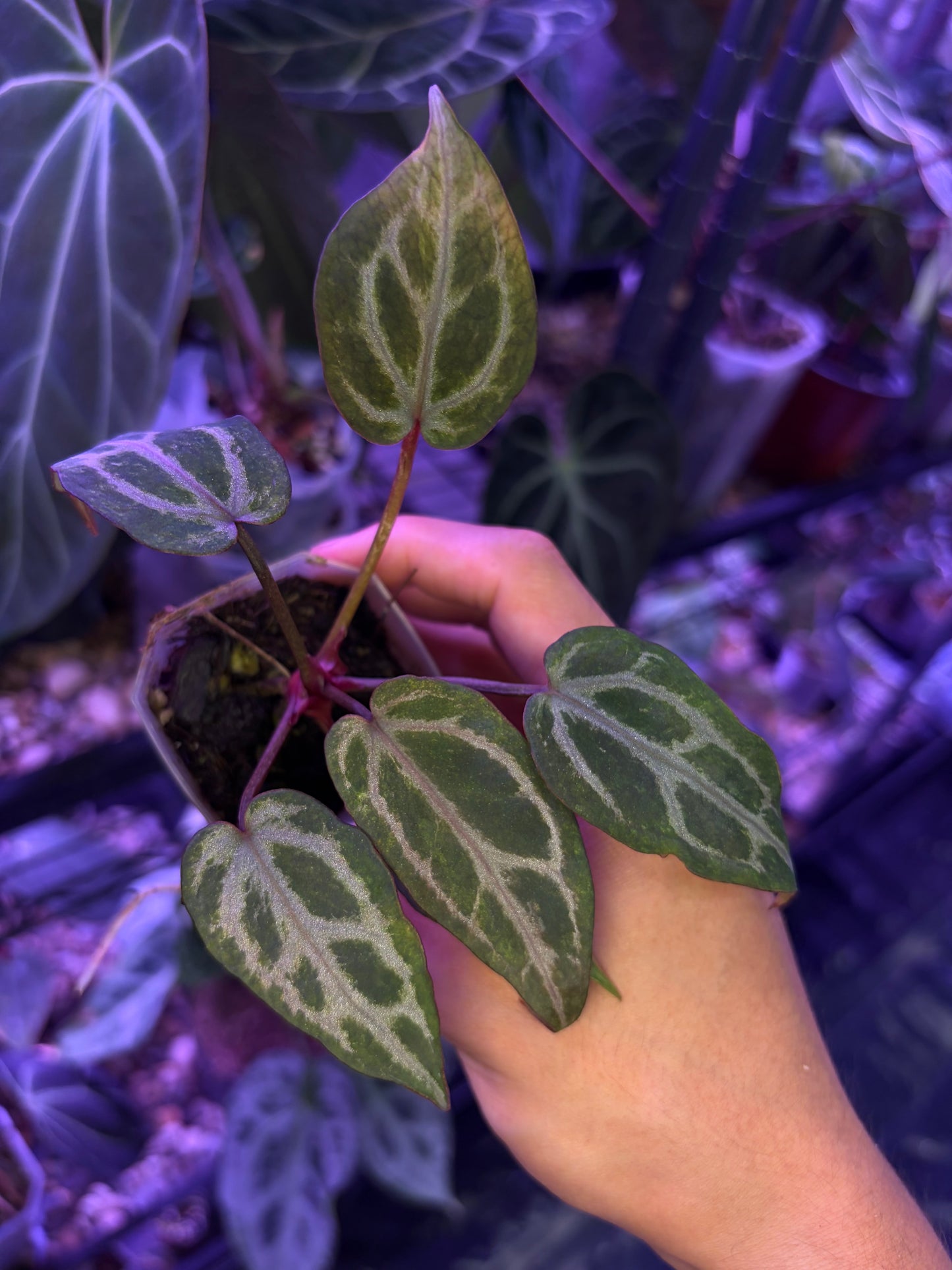 Anthurium Red Crystallinum ‘mutated’