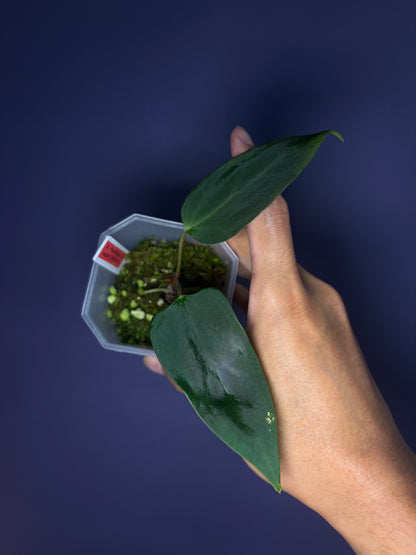 Anthurium portillae ‘Dorito’ S1