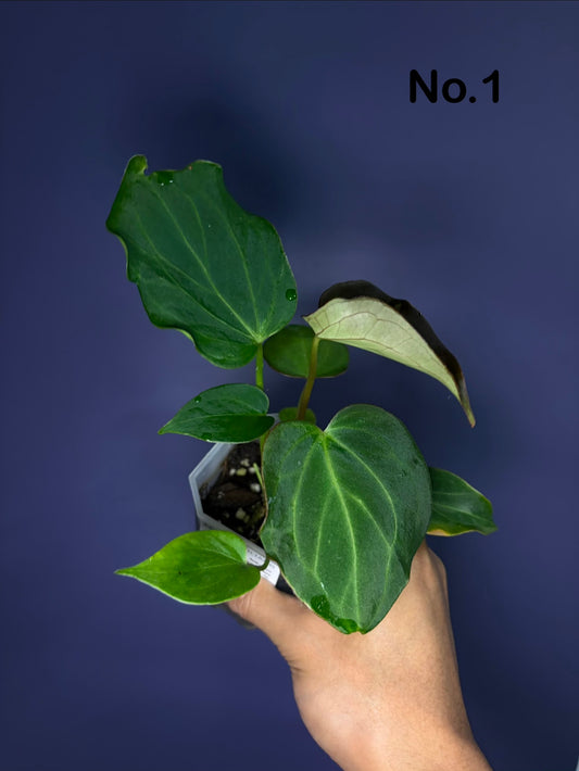 Anthurium King of Spades (KOS)/HU mutated