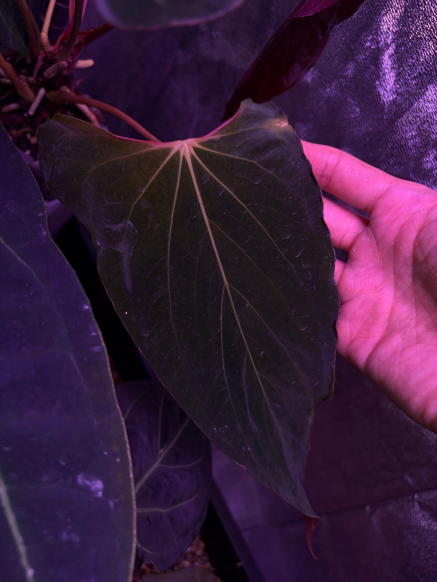 Anthurium papilliaminum 'Ralph Lynam' S1 #2