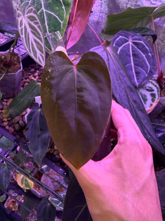 Anthurium papillilaminum ‘Daniel’ - clone