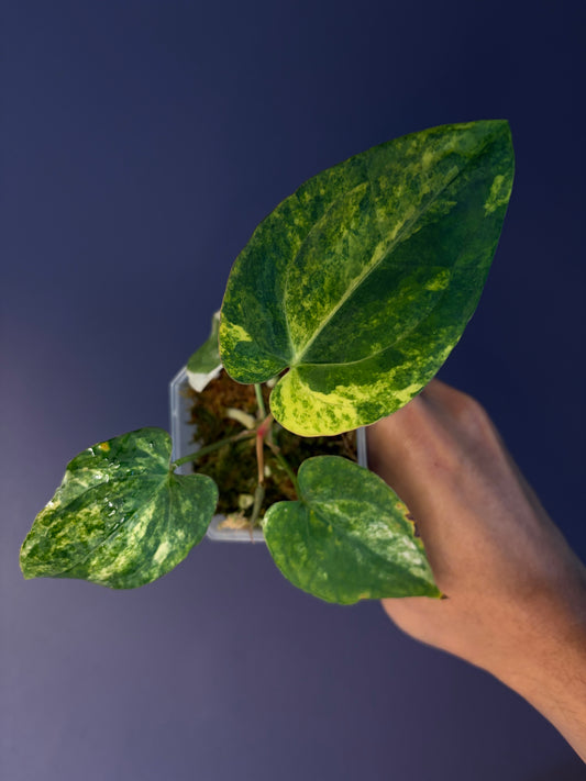 Anthurium (papillilaminum var. × crystallinum) × dressleri