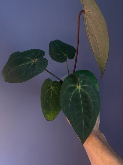 Anthurium (‘Zara’ × ‘Michelle’) × ‘Red Vein Dark Phoenix’