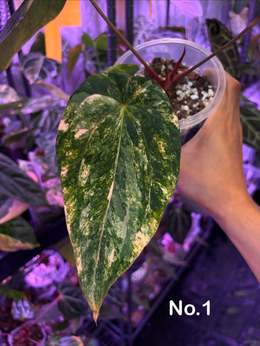Anthurium papillilaminum var. × ‘BVEP’ [Tezula] - mother plant