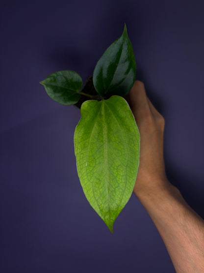 Anthurium subsignatum velvet × papillilaminum ‘Ralph Lynam’ OG