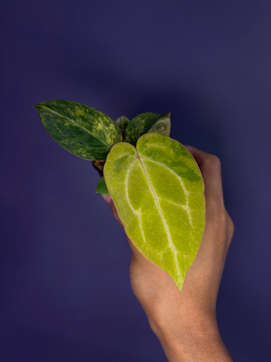 Anthurium (papillilaminum var. × crystal) × (‘Red Crystallinum’ [Tezula] × ‘Zara’)