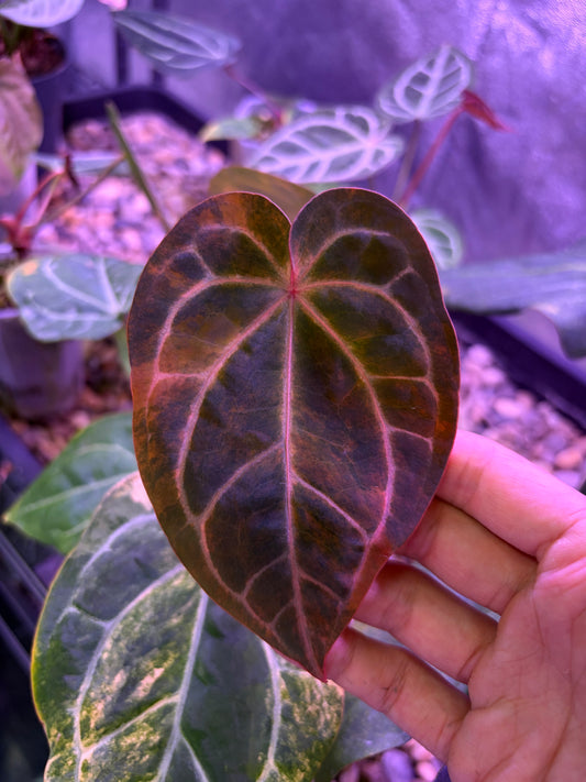 Anthurium forgetii ‘Australia’ var. × (‘Zara × Michelle’)