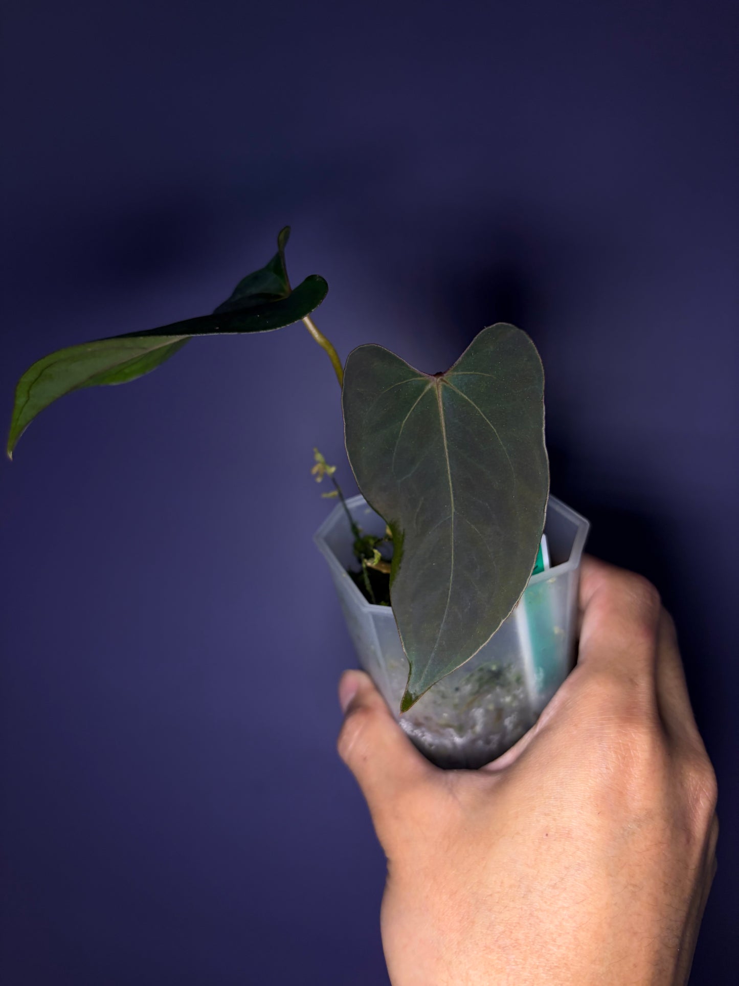 Anthurium papillilaminum ‘Ralph Lynam’ × self (selected #1)