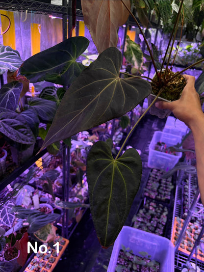 Docblock Dark & handsome ‘9’ × Red velvet cake ‘24’ #3 - mother plant