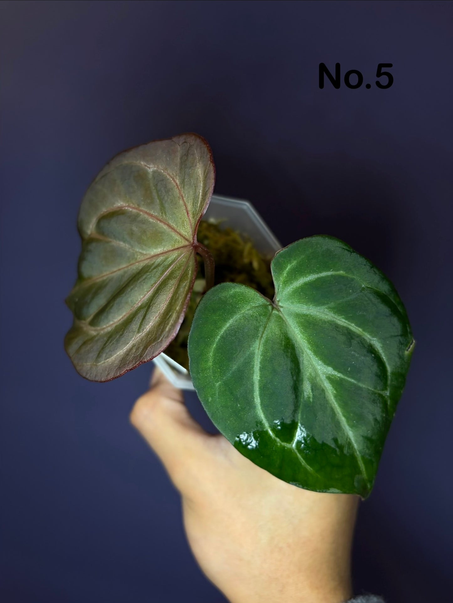 Anthurium King of Spades (KOS) HU