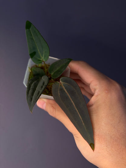 Docblock Red velvet cake ‘24’ x Home, sweet home ‘32’ (selected #1)