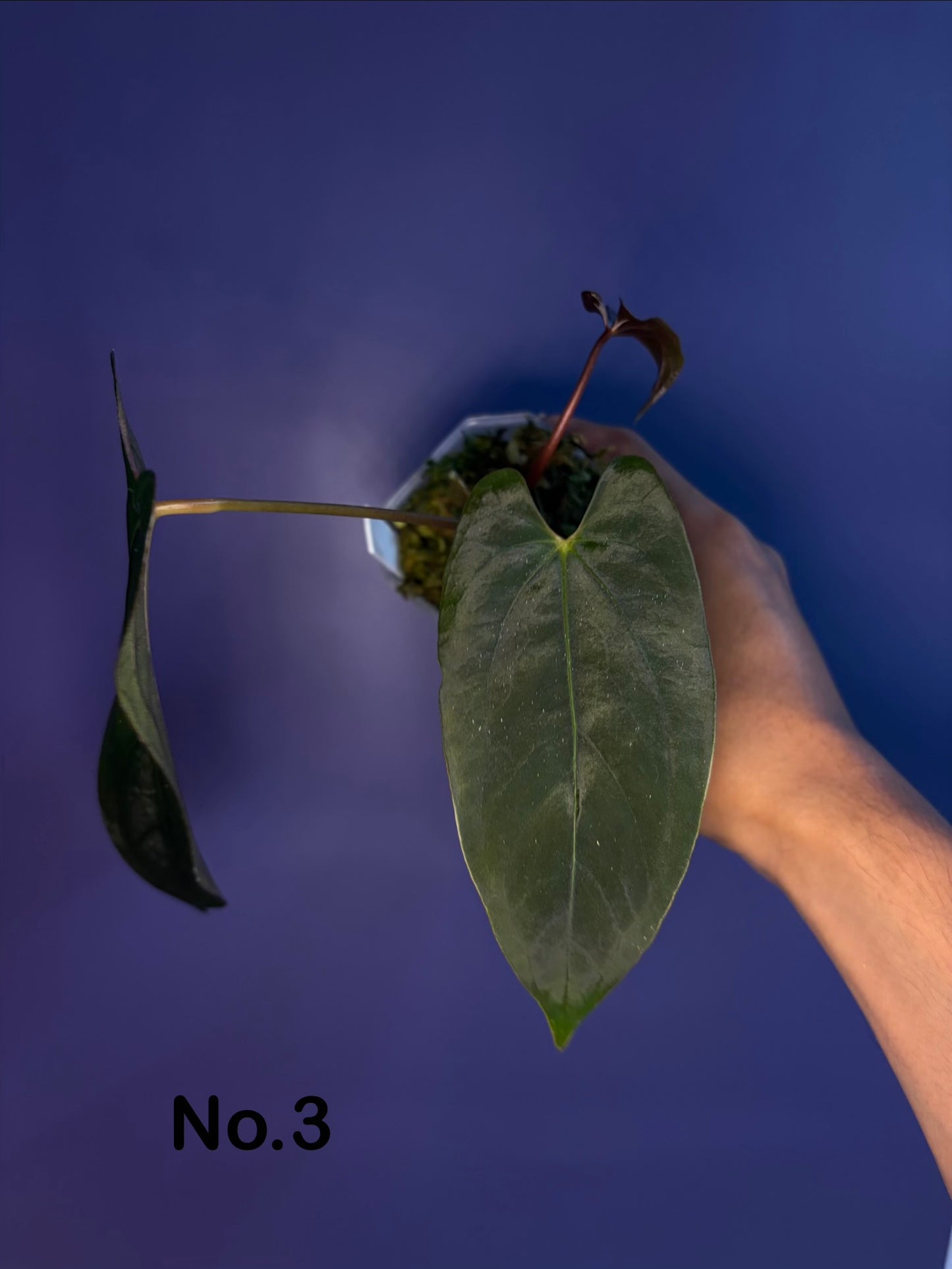 Anthurium papillilaminum ‘Ralph Lynam’ S1 (selected #1)