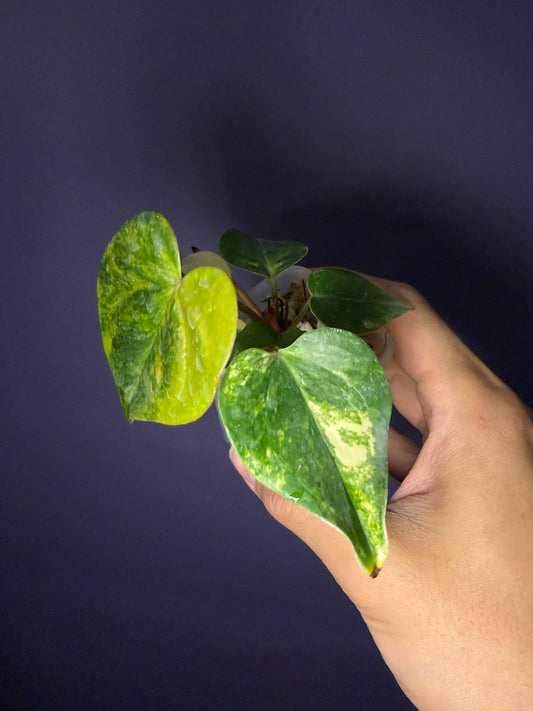 Anthurium andraeanum hybrid variegata