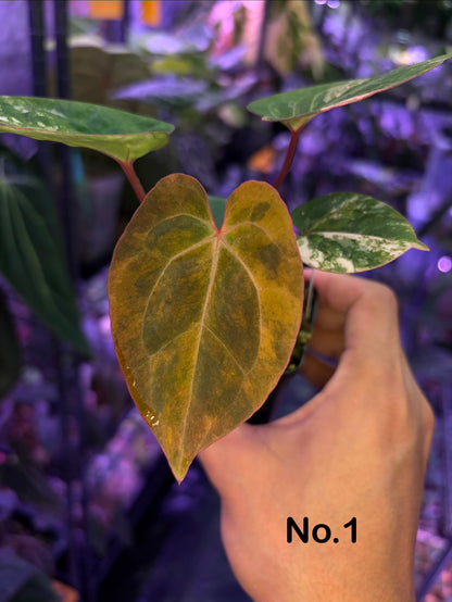 Anthurium papillilaminum var. × besseae aff.