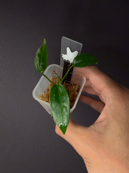 Anthurium rioclarense wild hybrid S1