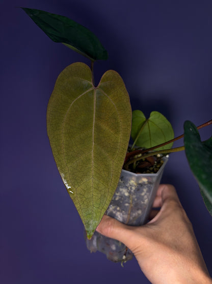 Anthurium Ace of spades (DF × DF) - clone