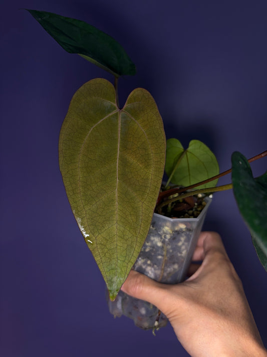 Anthurium Ace of spades (DF × DF) - clone